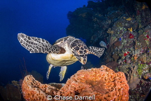 "Spread Em"
A Hawksbill prepares for a major bite of his... by Chase Darnell 